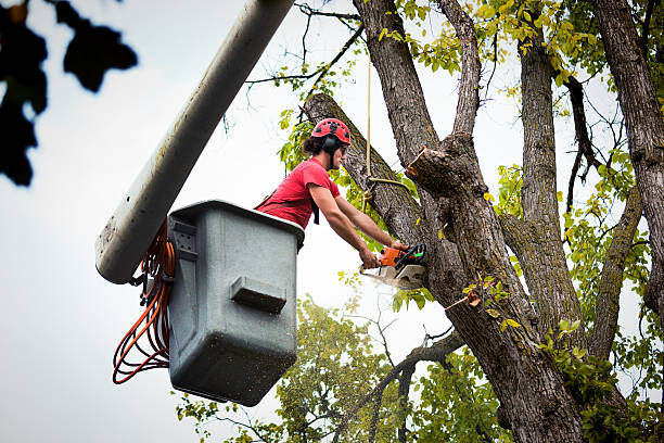 Reliable Johnsonburg, PA Tree Care  Solutions